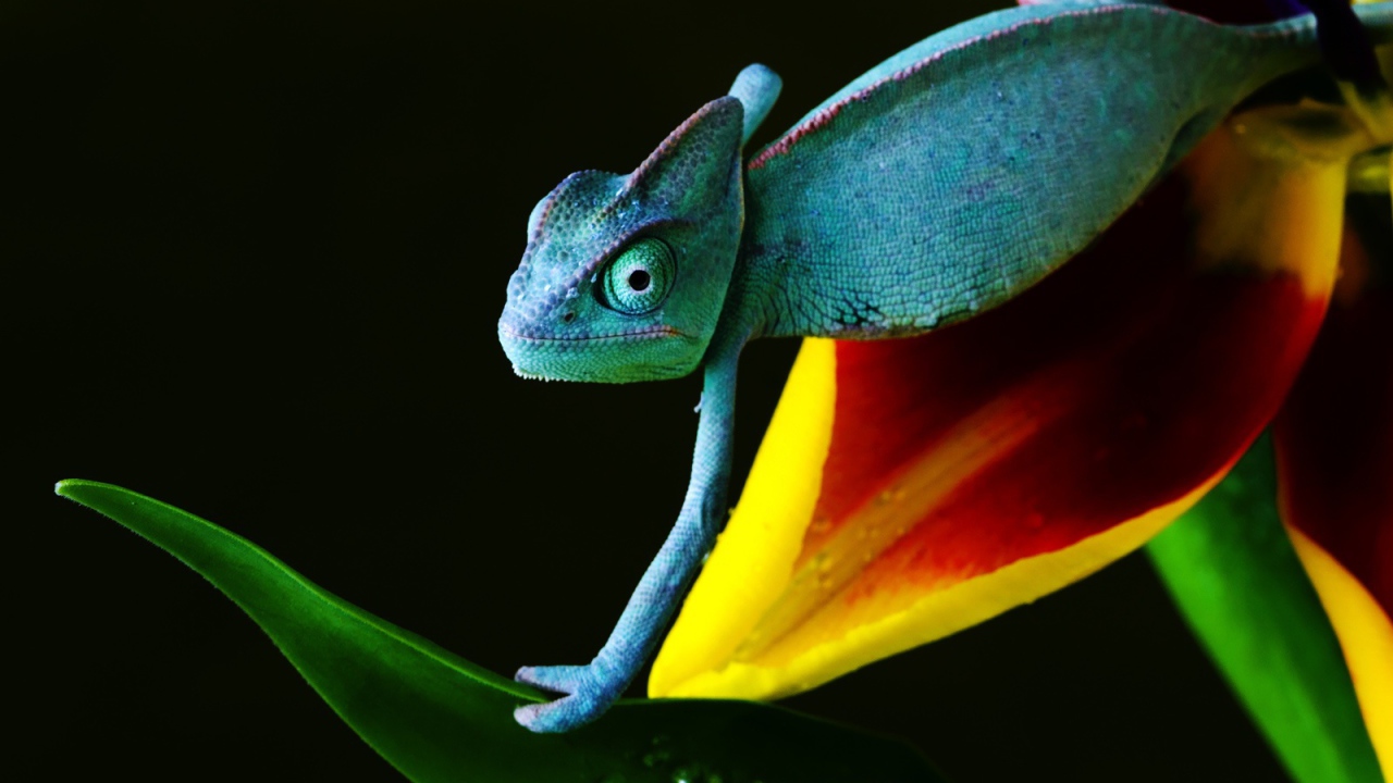 Хамелеон в голубом