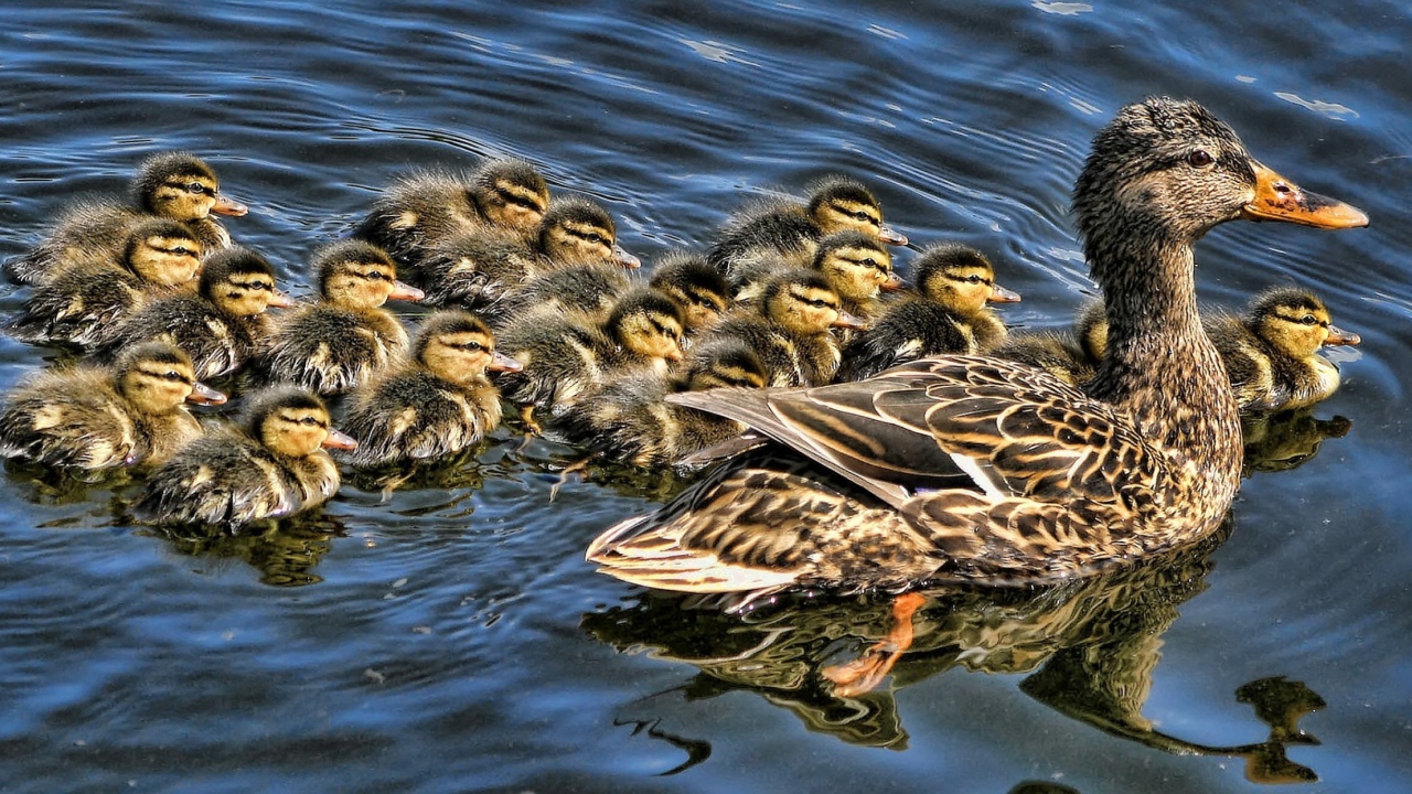 Утка с выводком