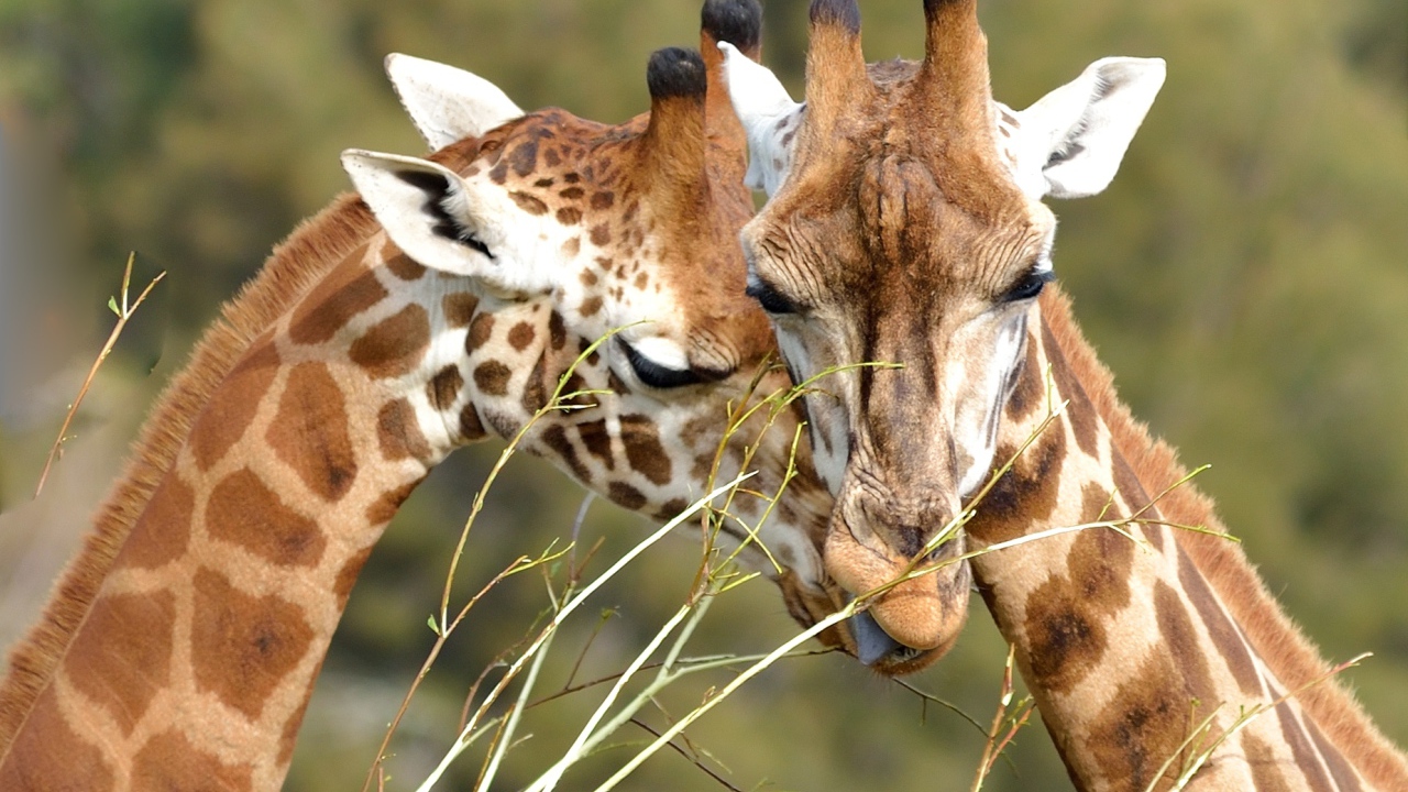Мордочки пары жирафов