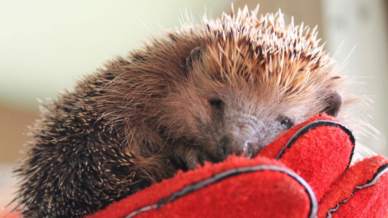 Нежный ёжик