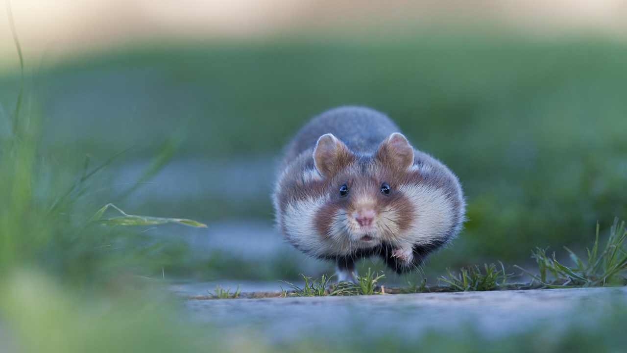 Хомяк бежит по траве