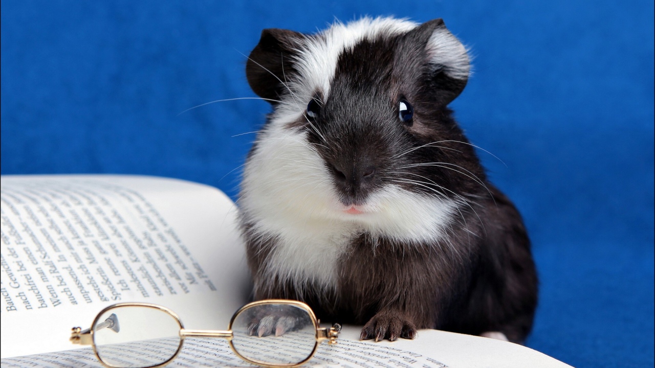 Хомячок с книгой 