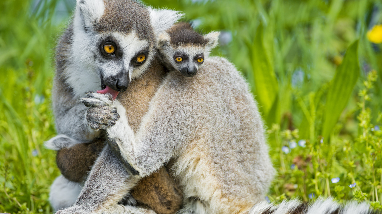 Лемур с детенышем