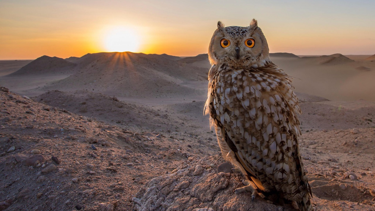 Филин в пустыне