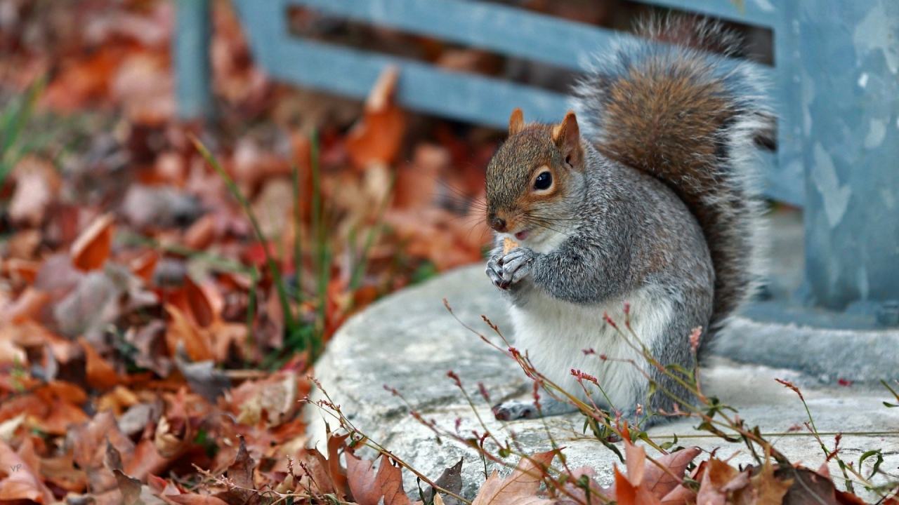 Белочка в осенних листъях