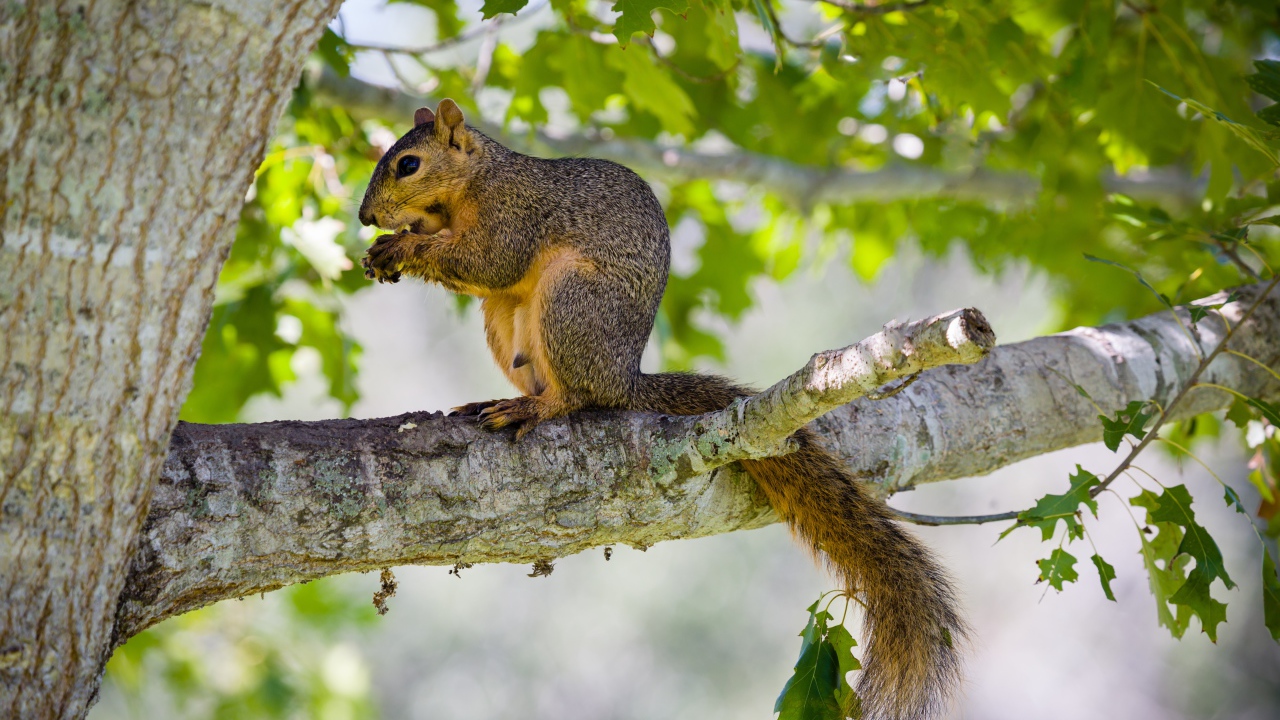 Белка сидит на дереве