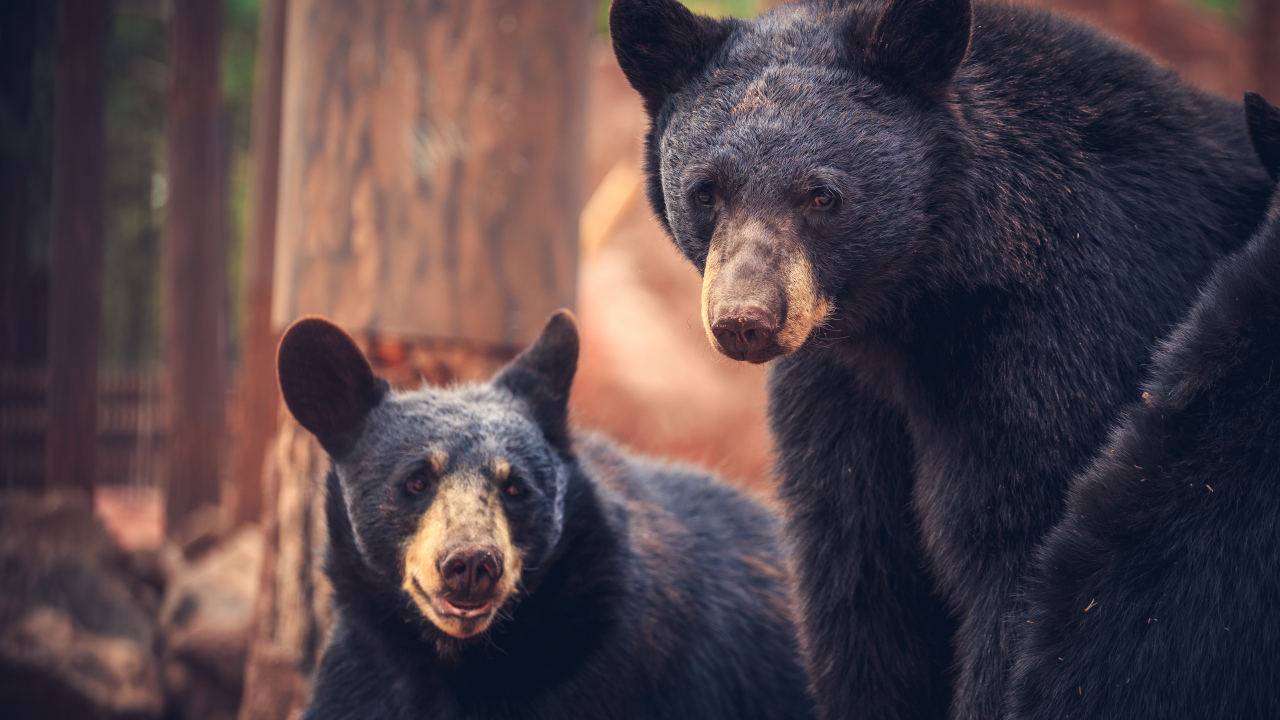 Два медведя среди деревьев