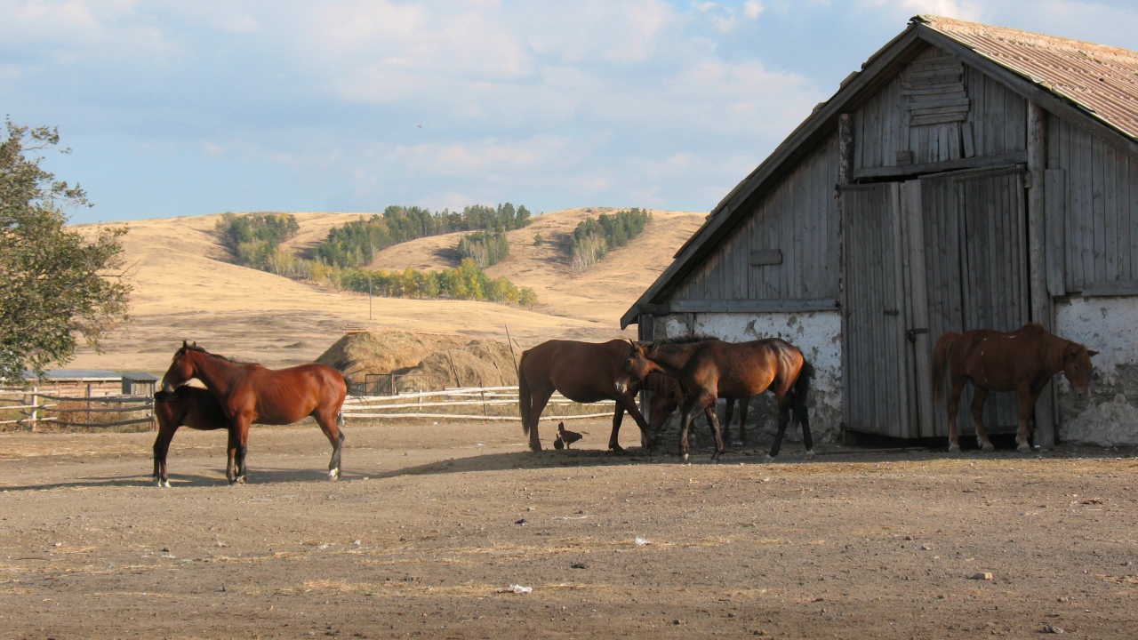 Прогулка у конюшни