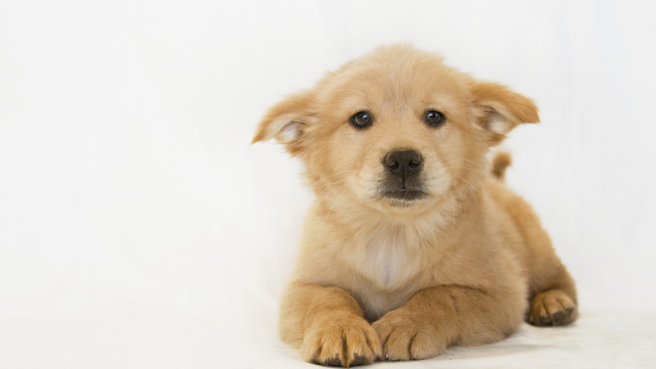 Белый щенок