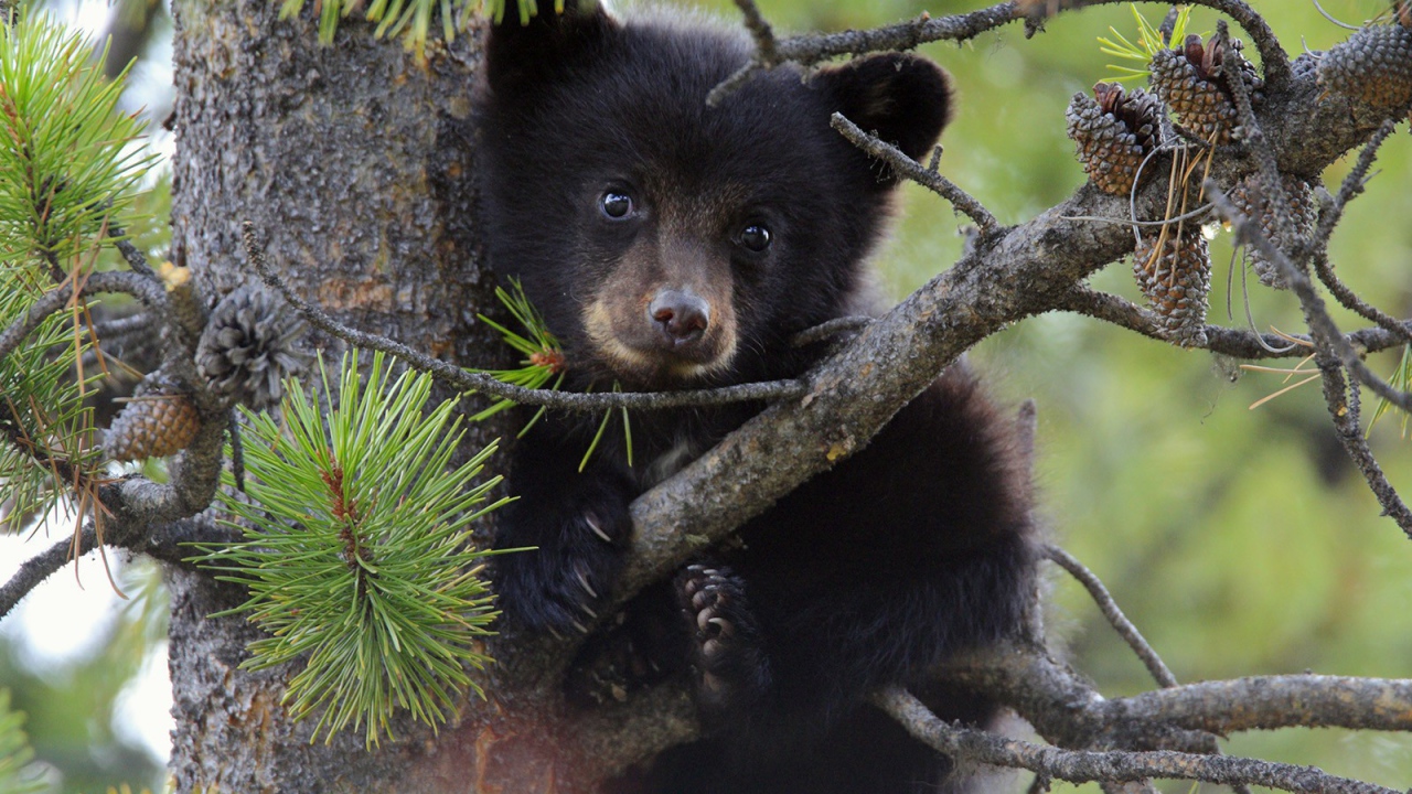 Медвежонок сидит на дереве