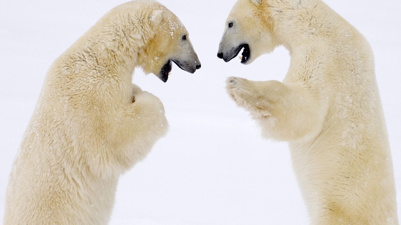 Схватка белых медведей