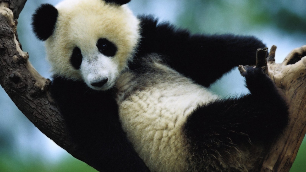 Панда сидит на дереве