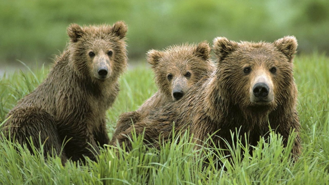 Семья бурых медведей