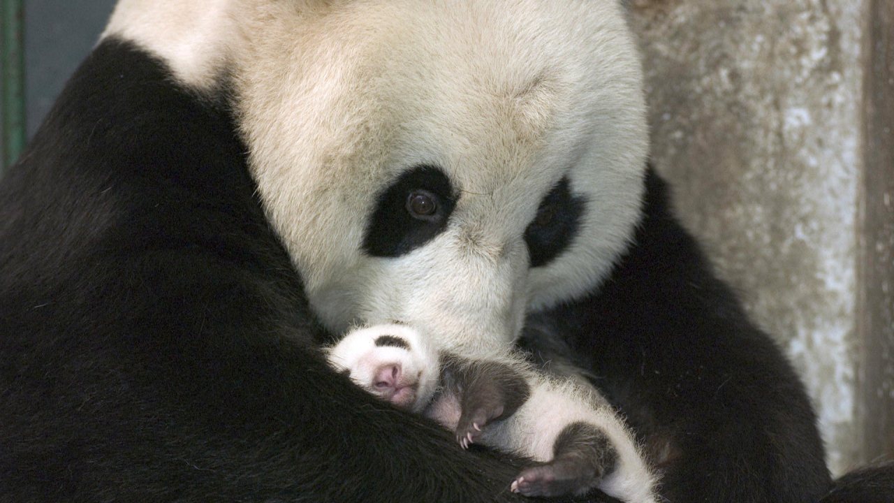 Панда с детенышем