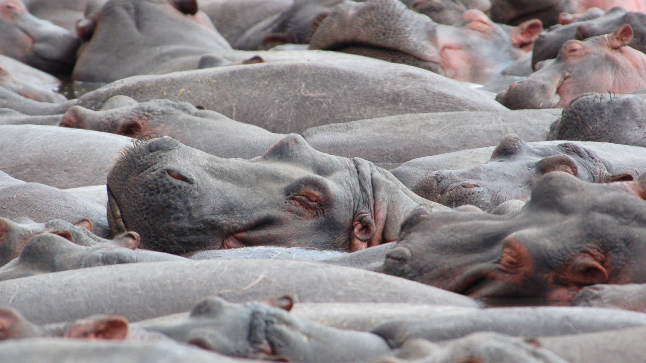 Стадо бегемотов