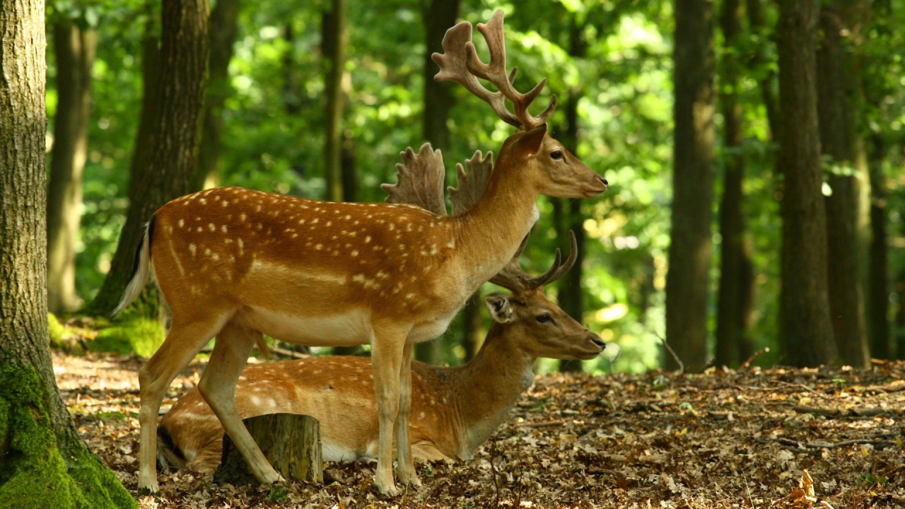 Олени в лесу