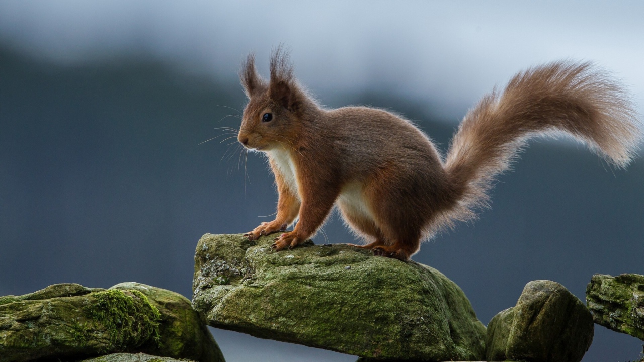 Белка на камне