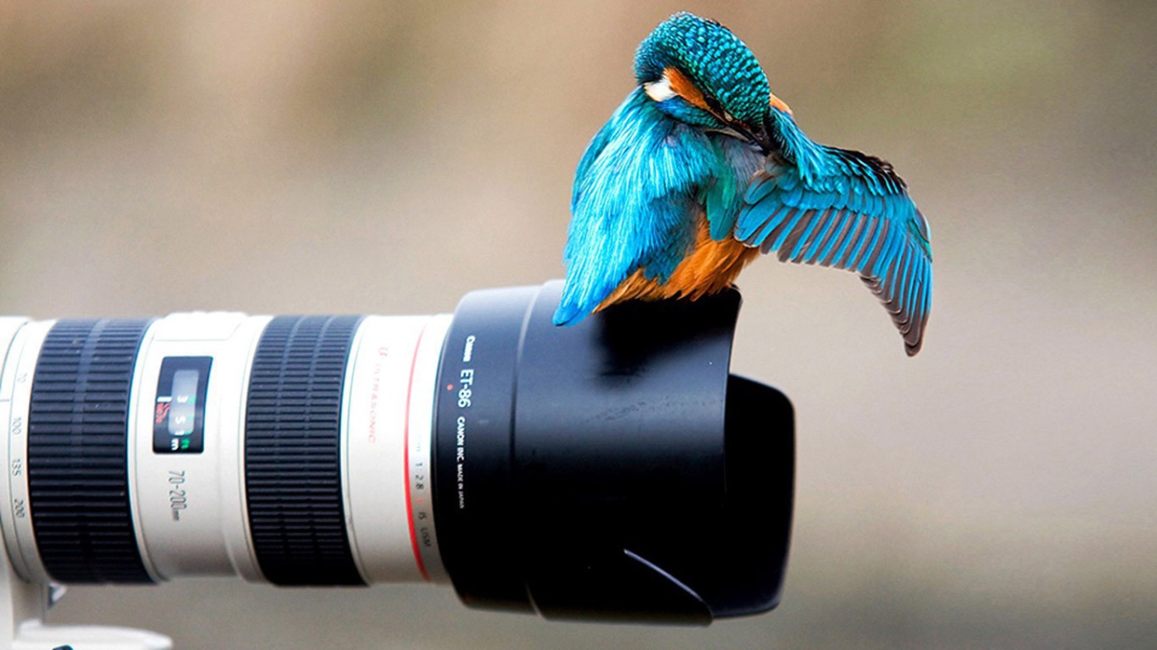 Птица сидит на объективе