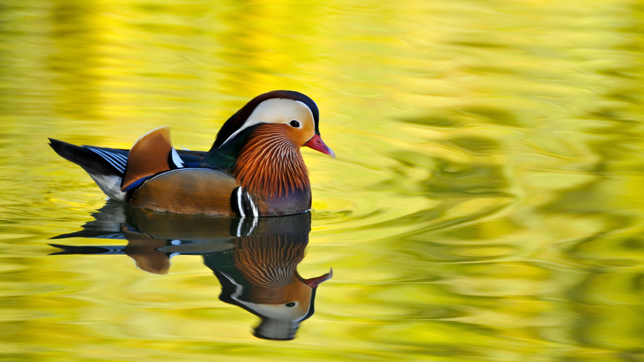 Красивая утка Мандаринка