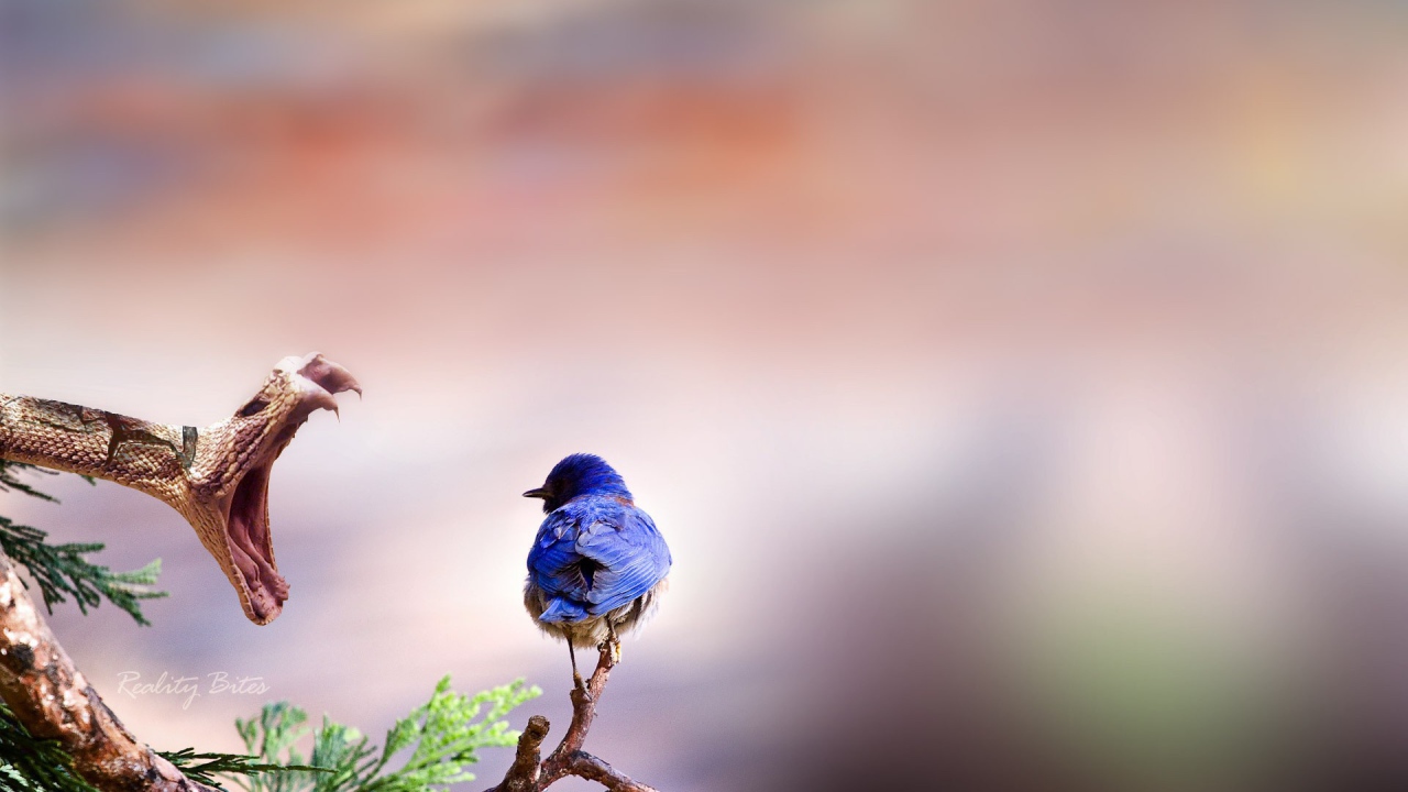 Птичка и змея