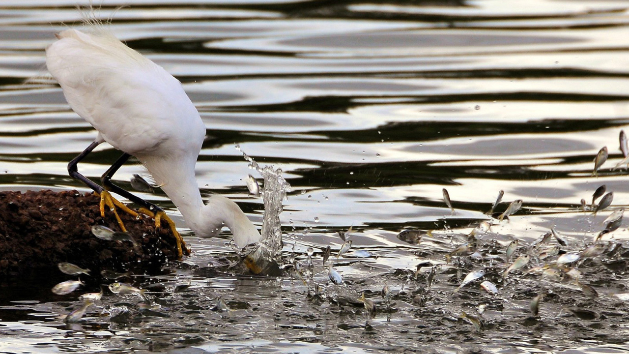 Птица ловит рыбу