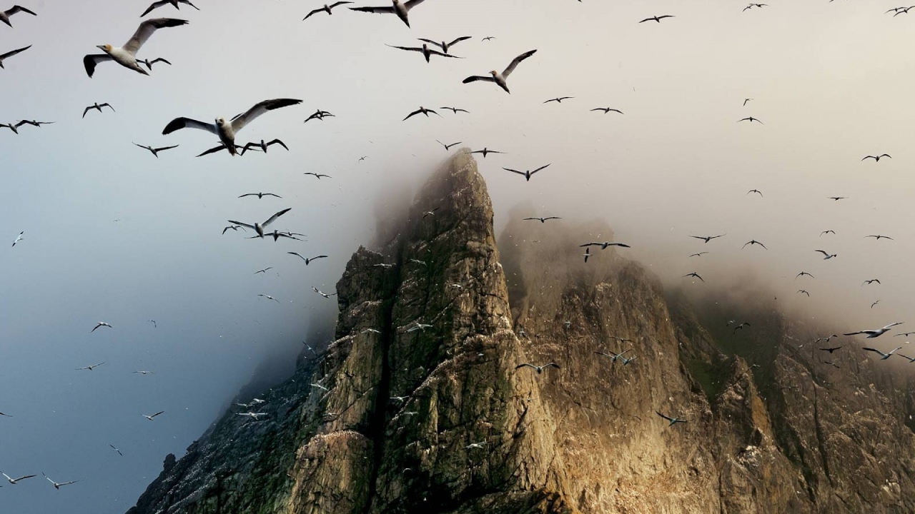 Гнездовье птиц на скалах