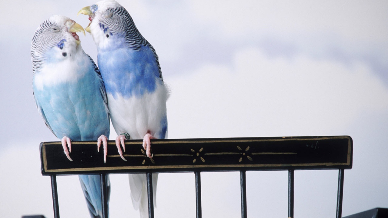 Сварливые попугаи