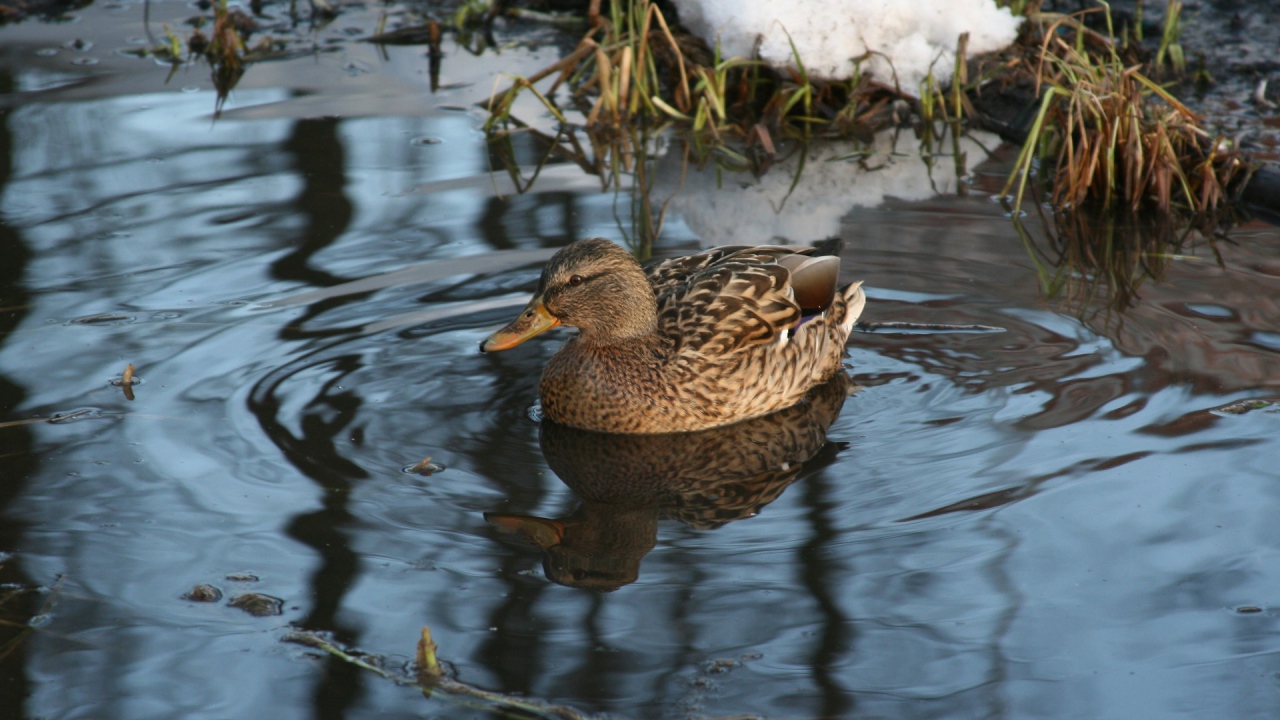 Утка в озере