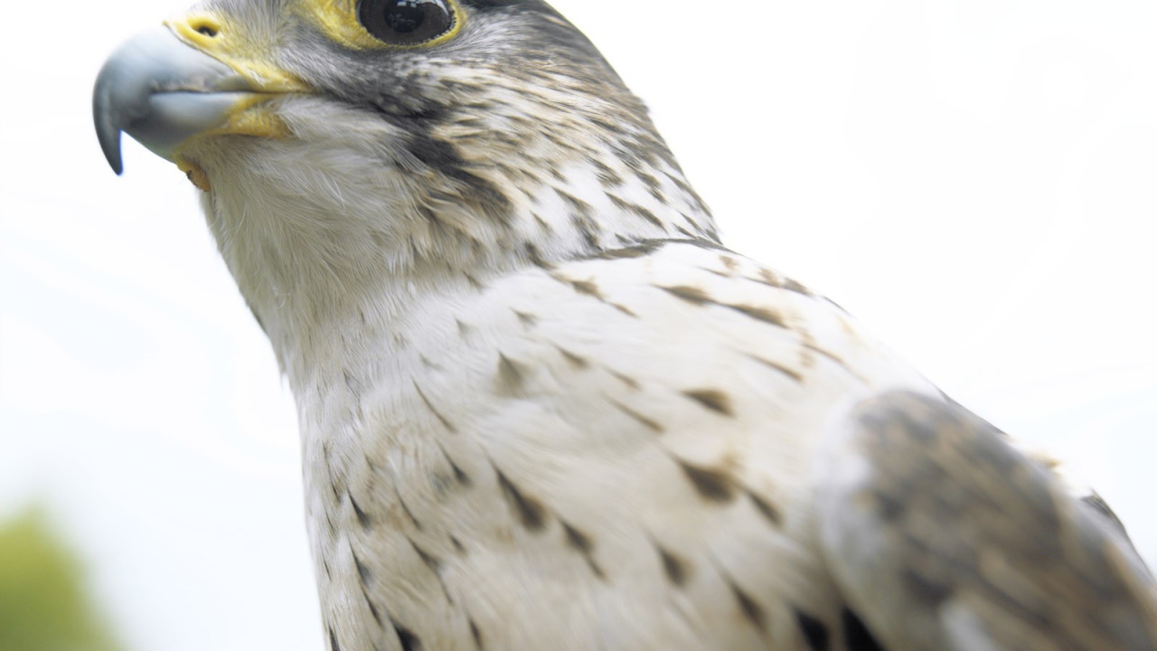 Взгляд ястреба