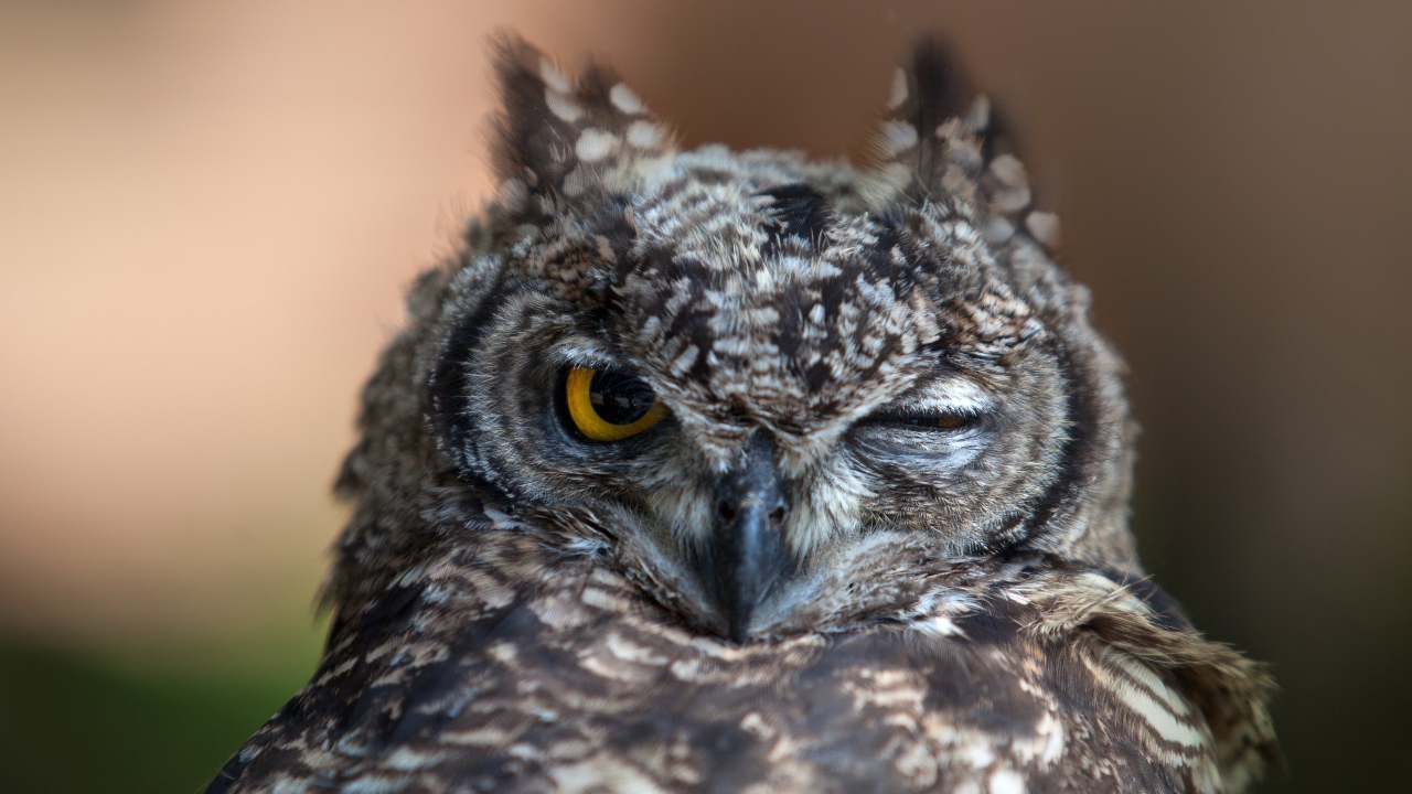 Owl winks
