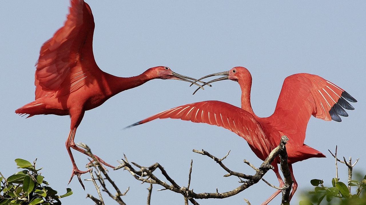 Красные журавли