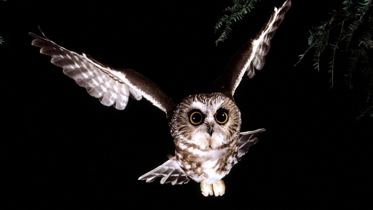 Сова в полете 