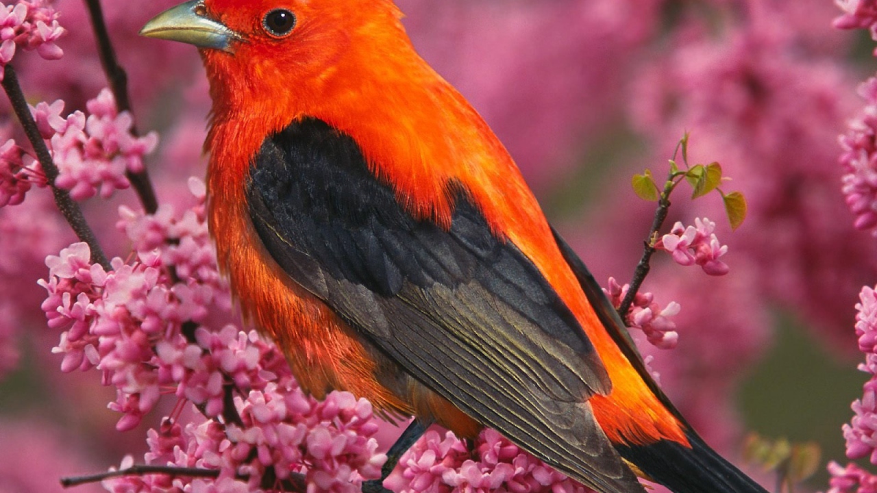 Алая танагра