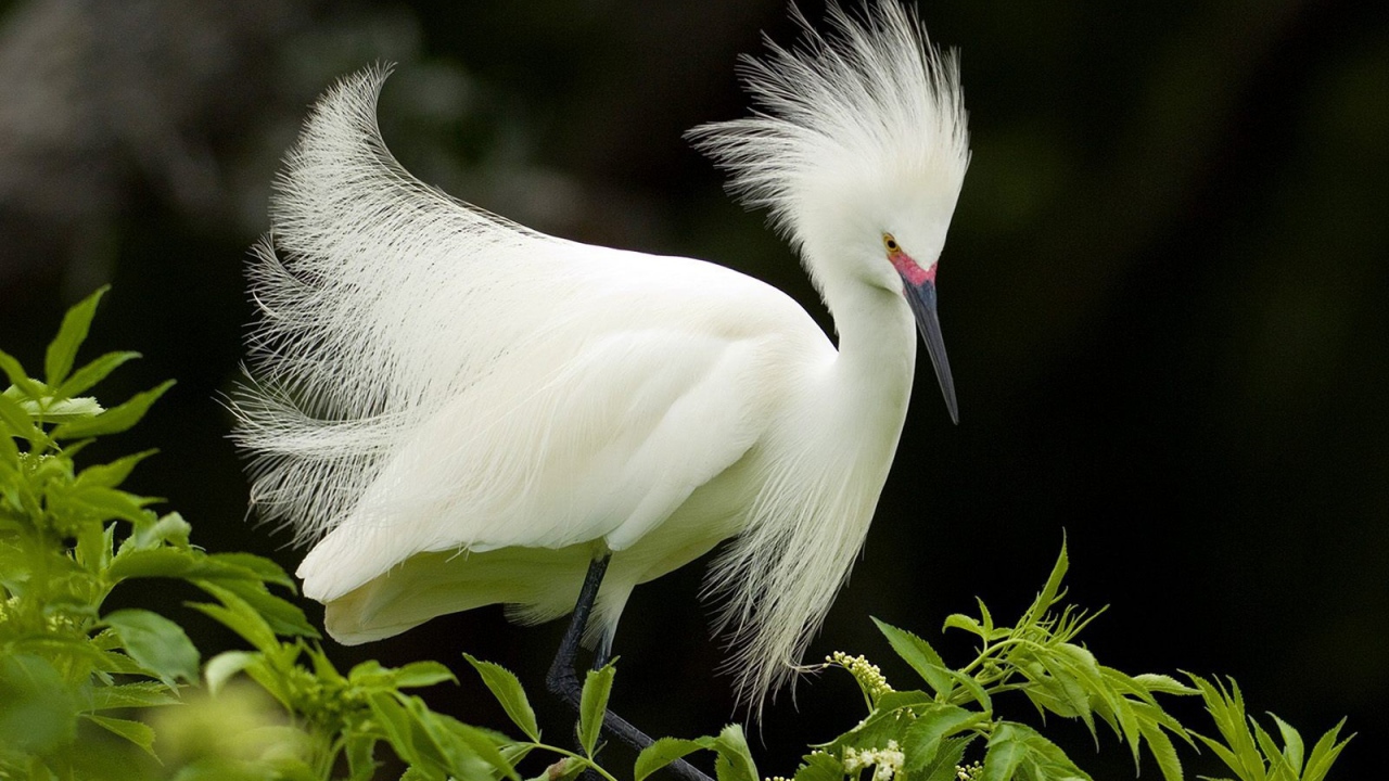 Снежная цапля в брачном наряде