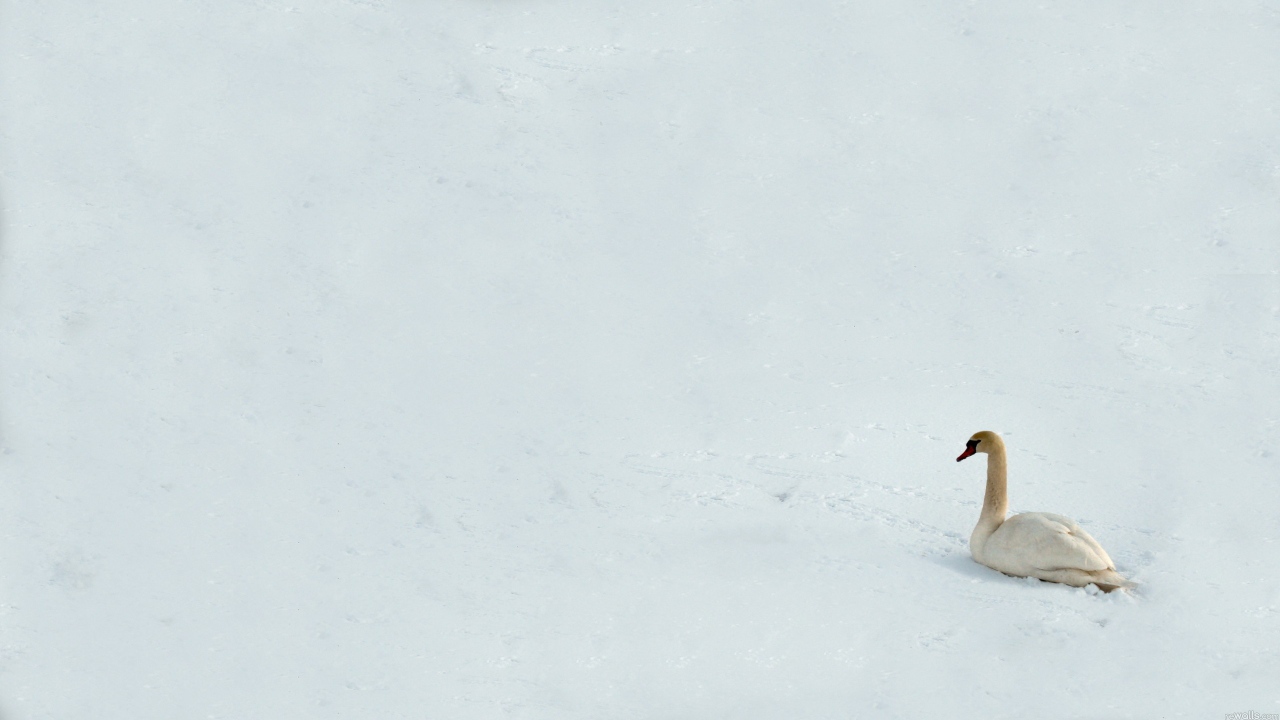 Swan on the snow
