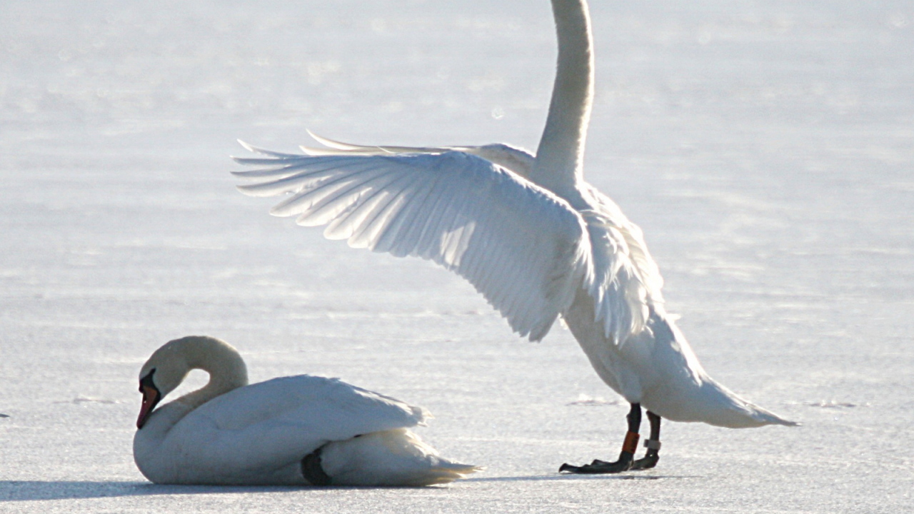Лебеди на снегу