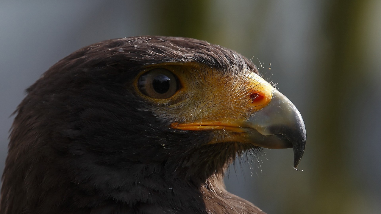 Голова орла