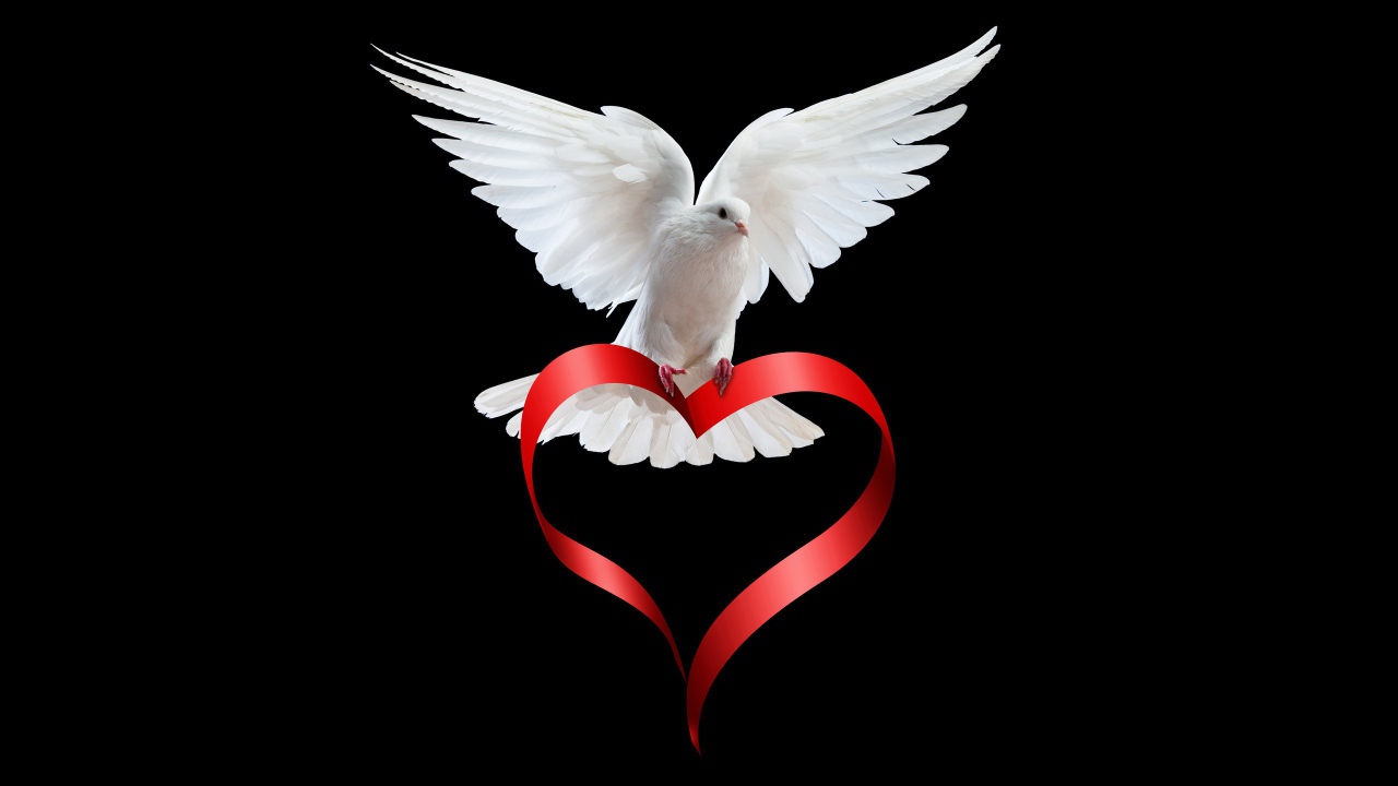 Белый голубь с сердечком