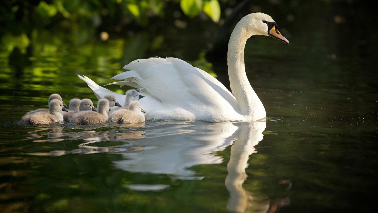 Лебедь со своими детями