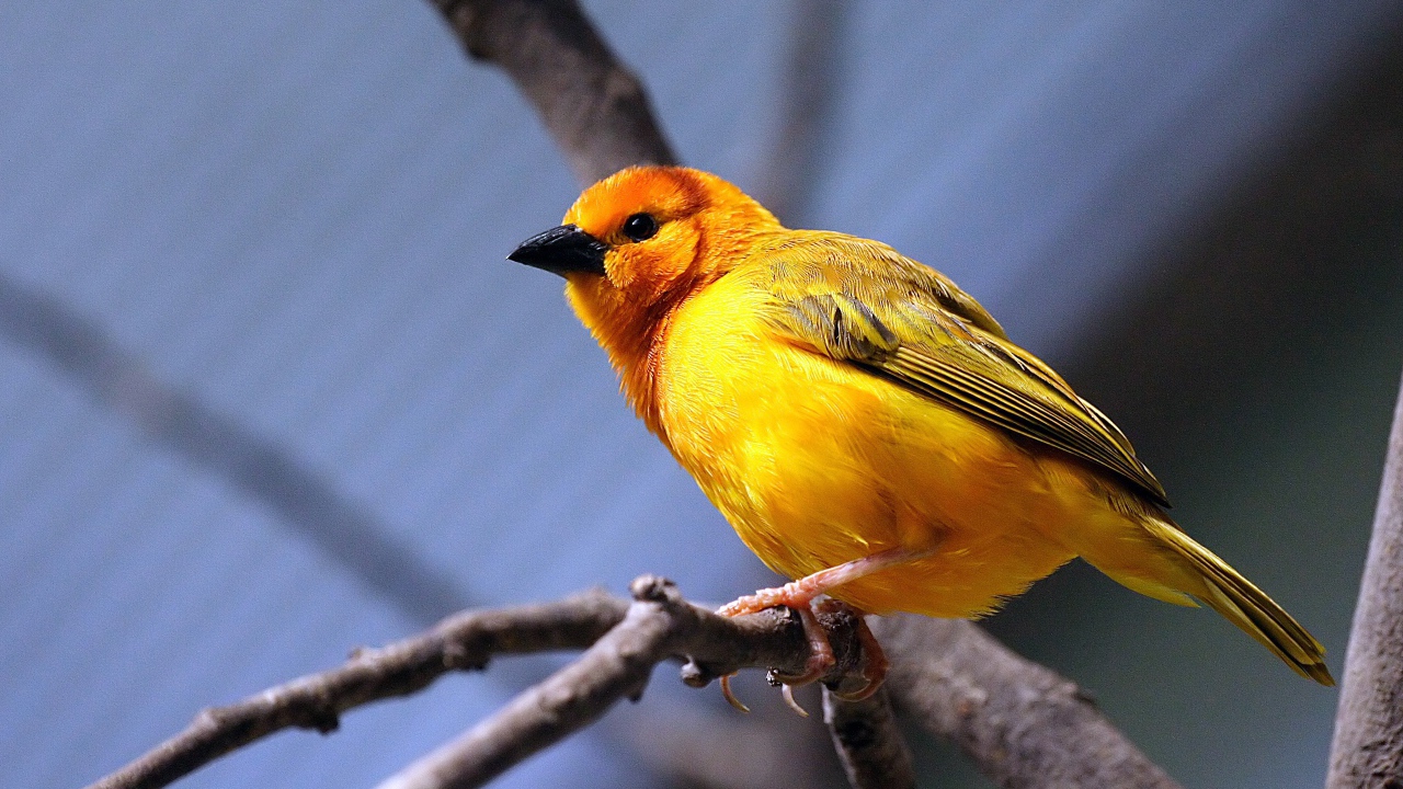 Желтая птица на ветке