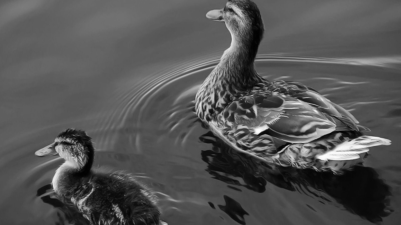 Утка с утенком