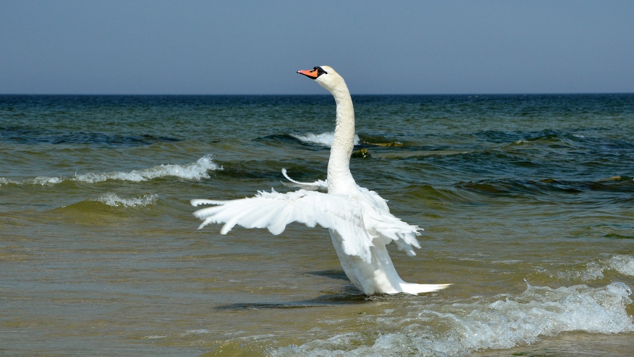 	  Swan on the sea
