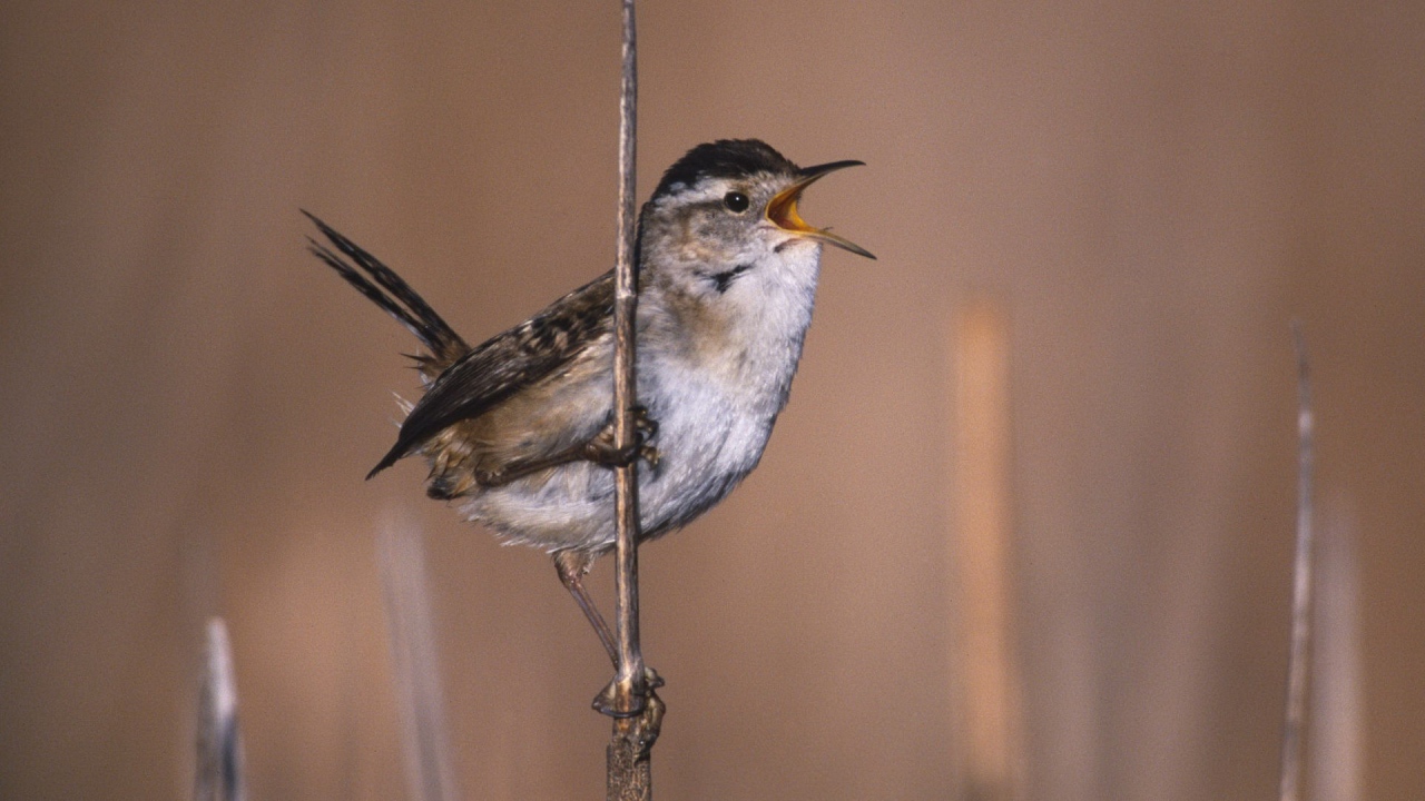 Певчая птица