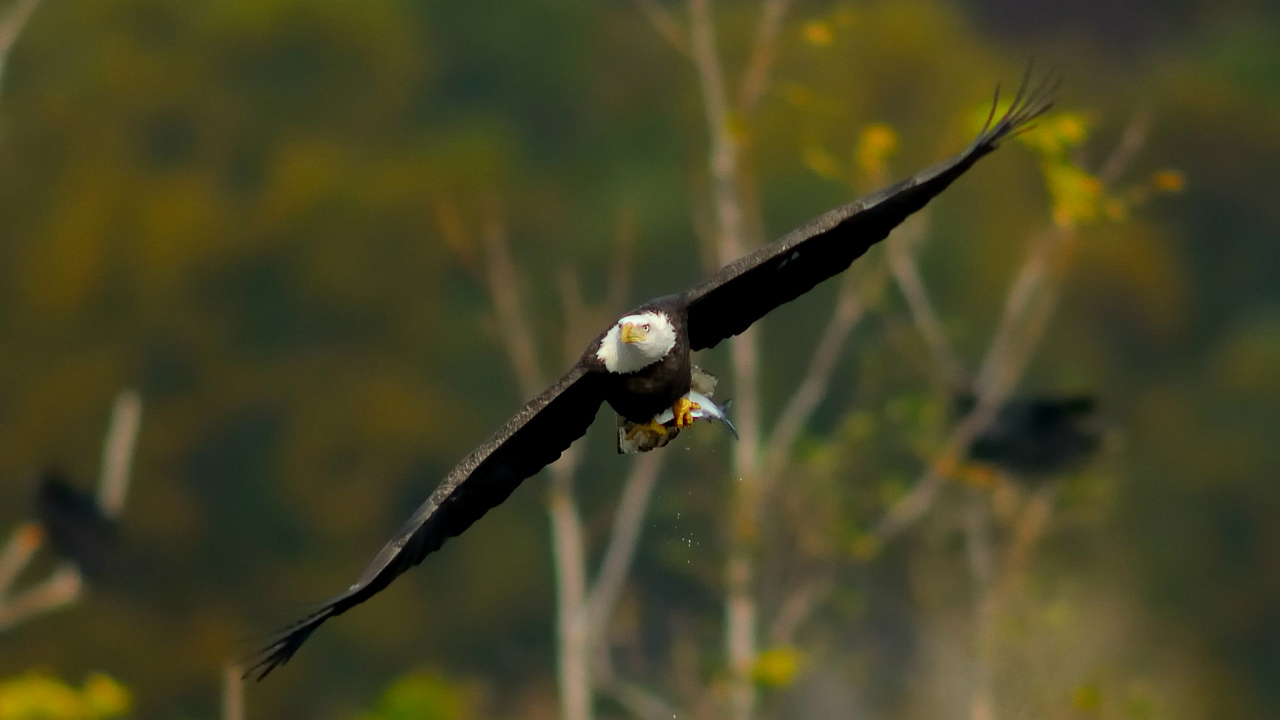 Белоголовый орел