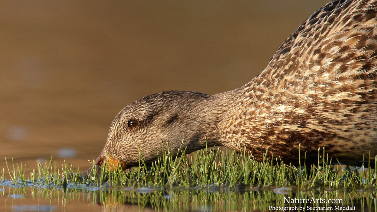 Утка пьет воду