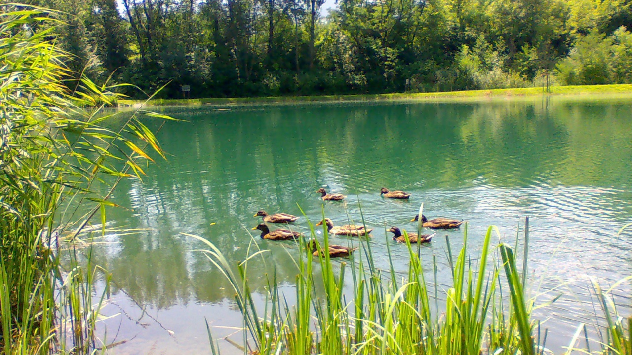 Утки плавают по озеру