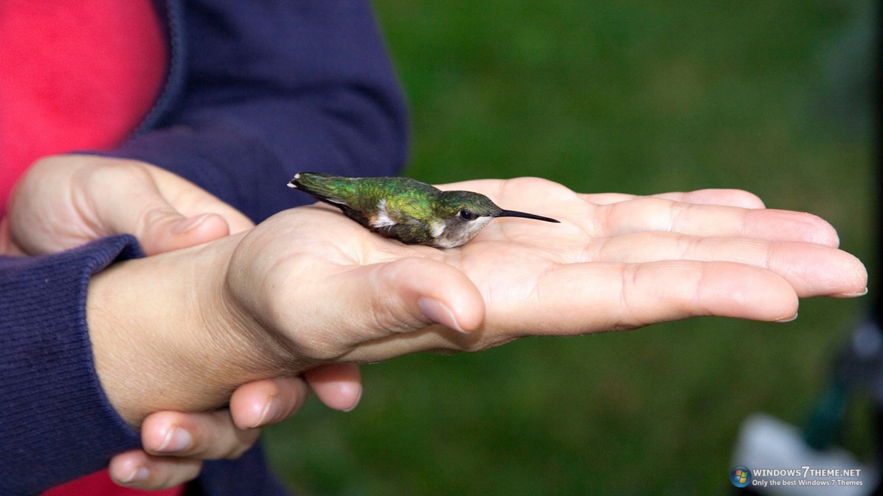 Колибри на ладони