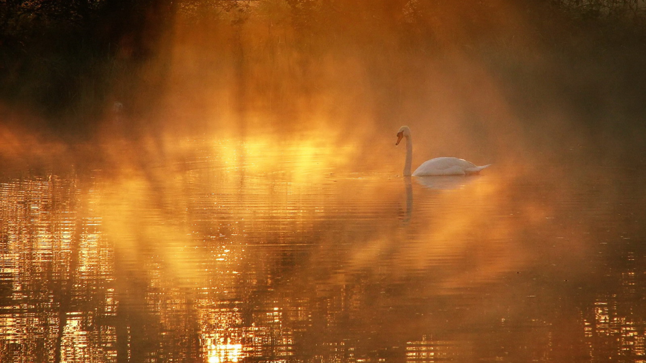 Лебедь в солнечных лучах