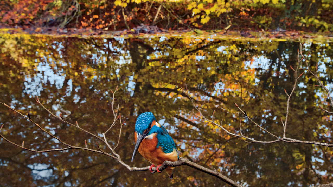 Птица удод на ветке