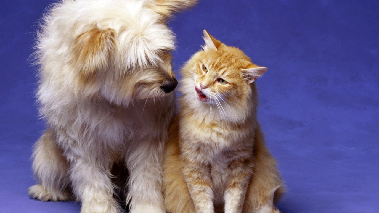 Кошка и собака лучшие друзья